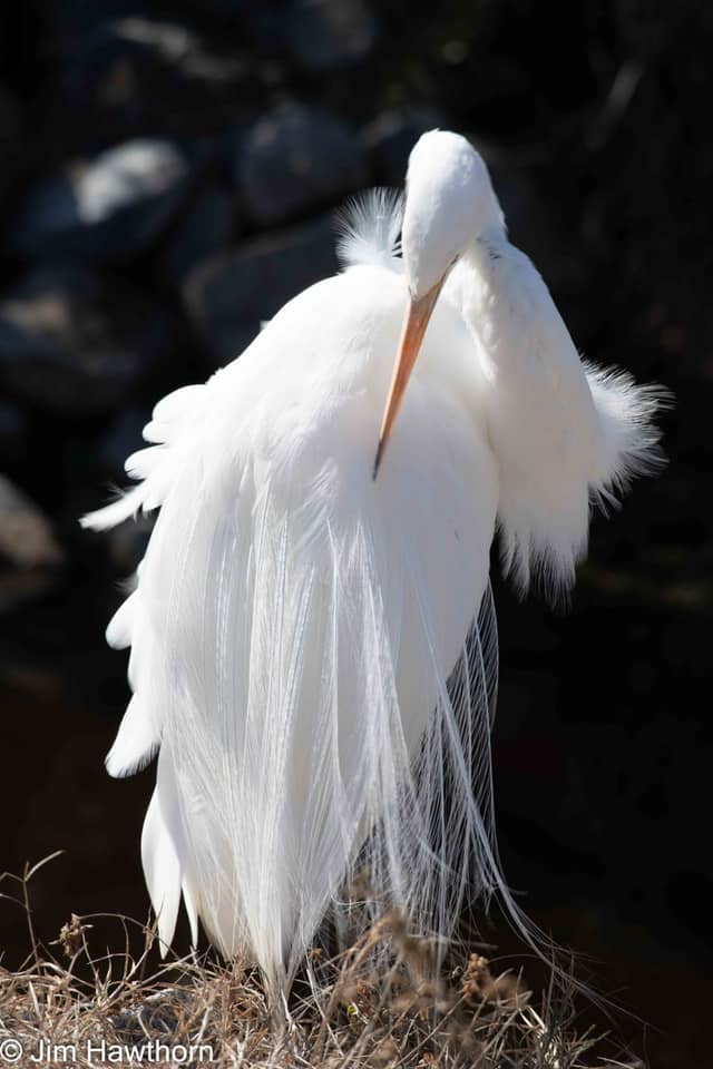 Murrells Inlet Marshlands - Image 1