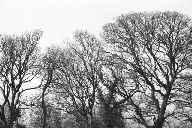 Banbury Woodland Silhouettes - Image 1