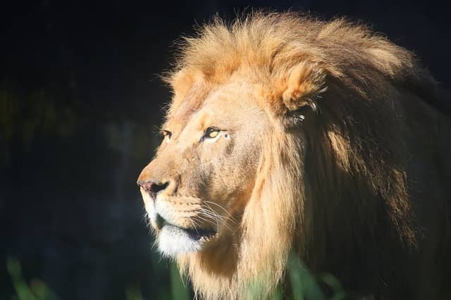 Woodland Park Zoo - Image 1