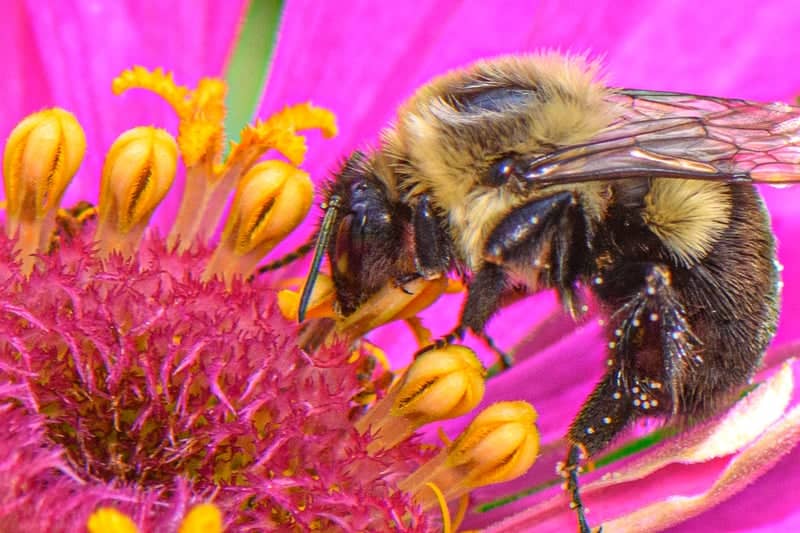 Morganton Garden Macro Spot - Image 1