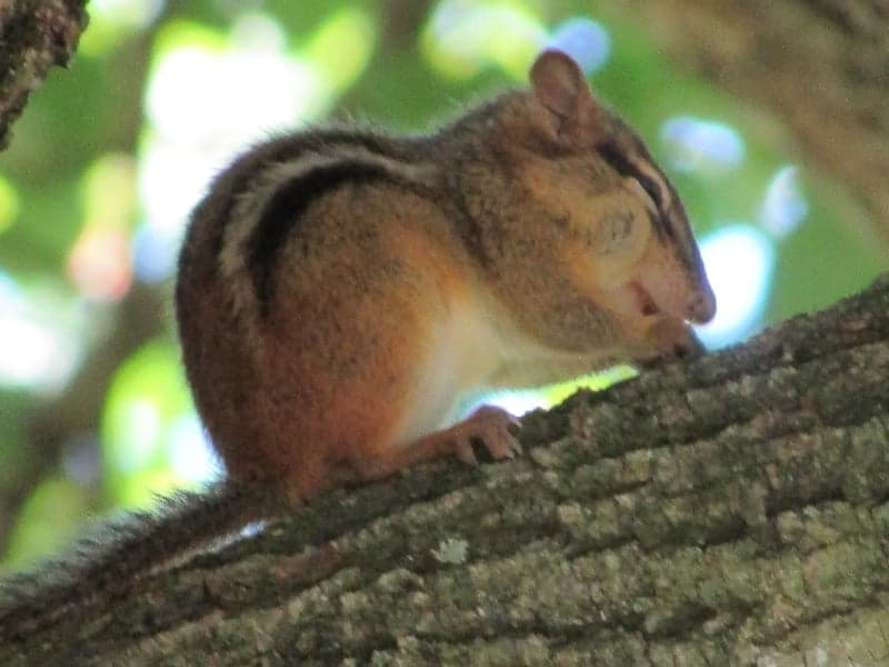 Breinigsville Woodlands