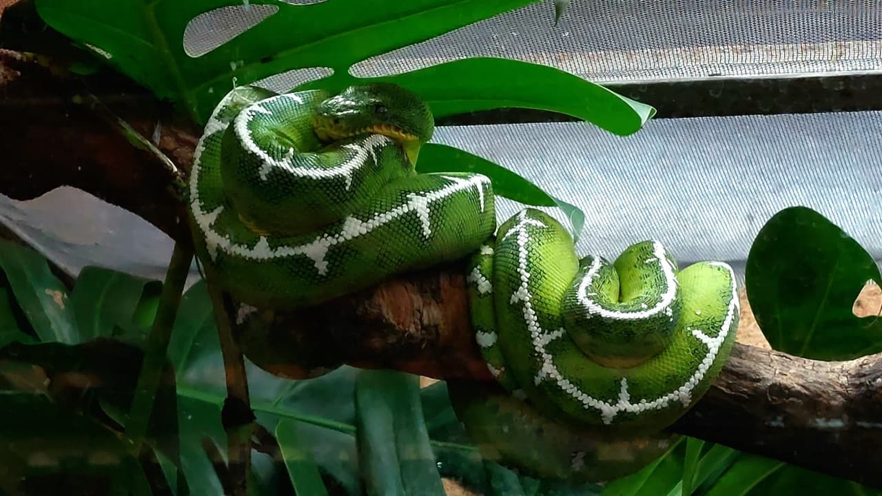 Hunt for green