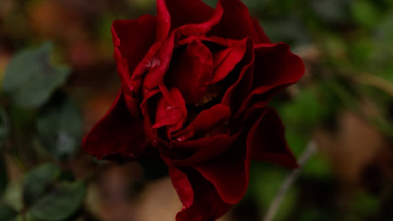 Hunt for red
