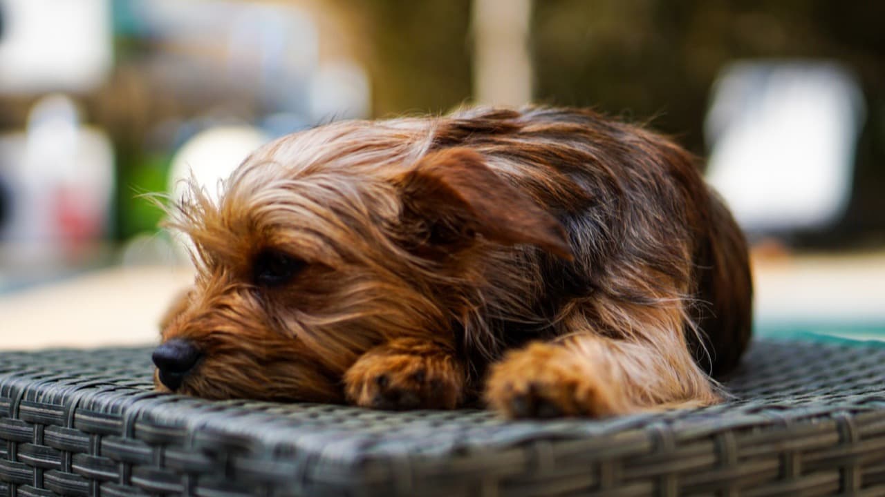 Aperture: shallow depth