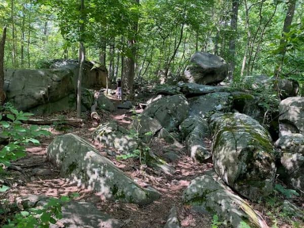 Sourland Mnt Reserve - Image 2