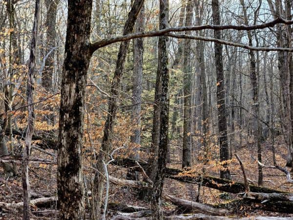 Gnome Hollow Nature Preserve - Image 3