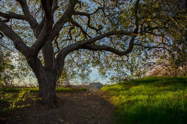 Coldwater Canyon Park - Image 2