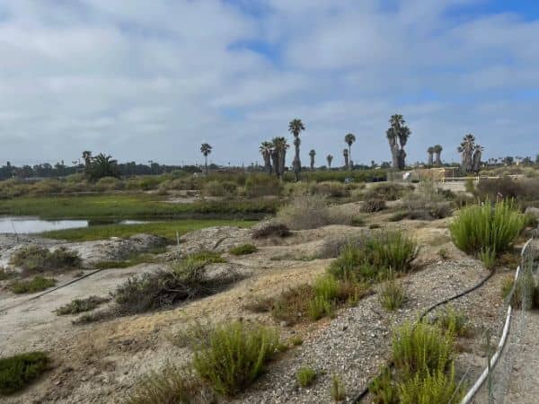 Los Cerritos Wetlands - Image 4