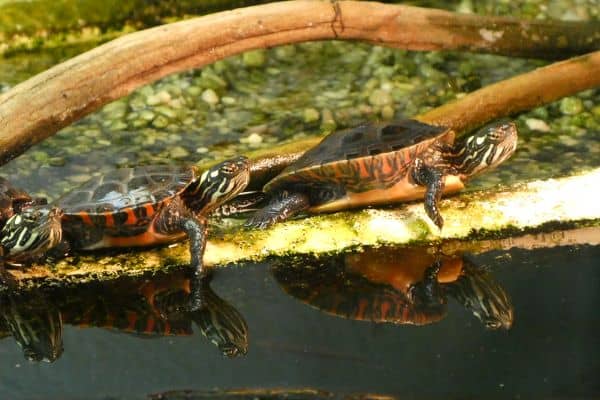 Cold Spring Harbor Fish Hatchery & Aquarium - Image 2