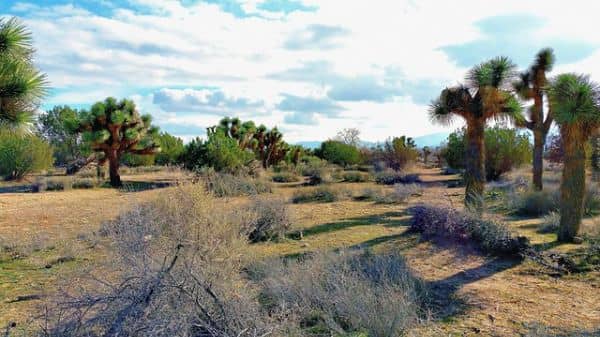 Prime Desert Woodland Preserve - Image 1