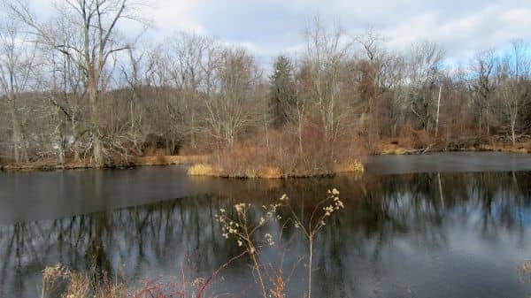 Marsh Sanctuary - Image 3