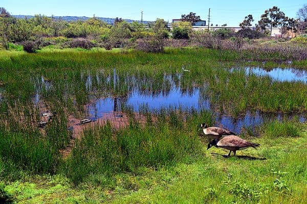 Madrona Marsh Preserve and Nature Center - Image 5