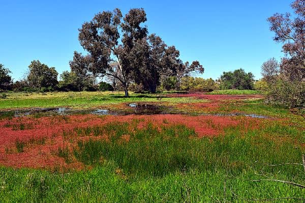 Madrona Marsh Preserve and Nature Center - Image 3