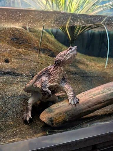 Amphibians, Reptiles, and Fish Museum - Image 2