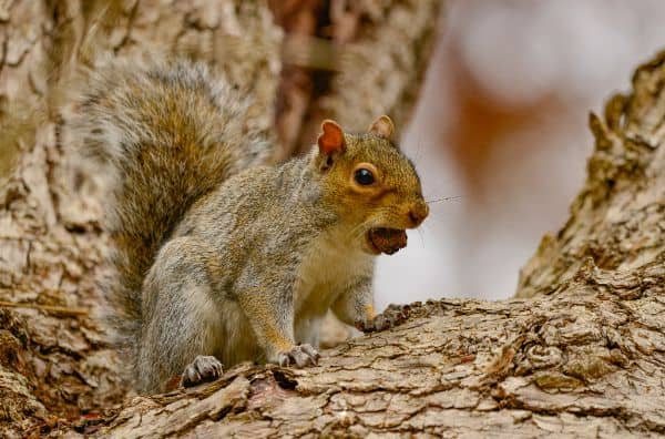 Squirrel Kingdom - Image 5