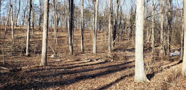 Frelinghuysen Forest Preserve - Image 1
