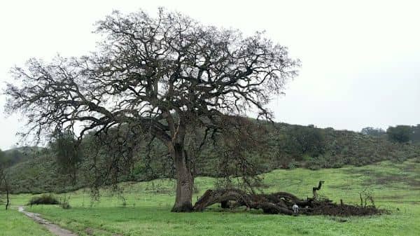 Old Agoura Park - Image 1