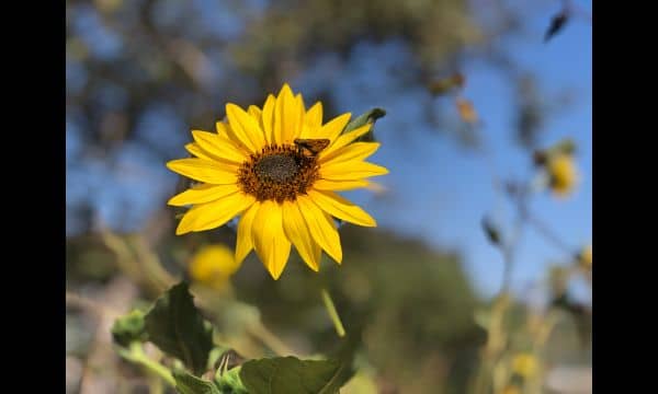 Manhattan Beach Botanical Garden - Image 2