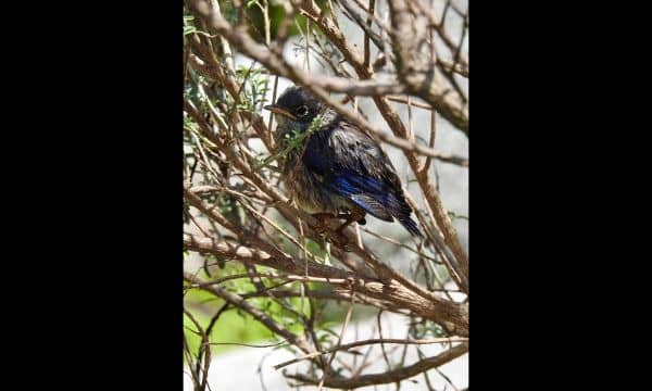 Manhattan Beach Botanical Garden - Image 3
