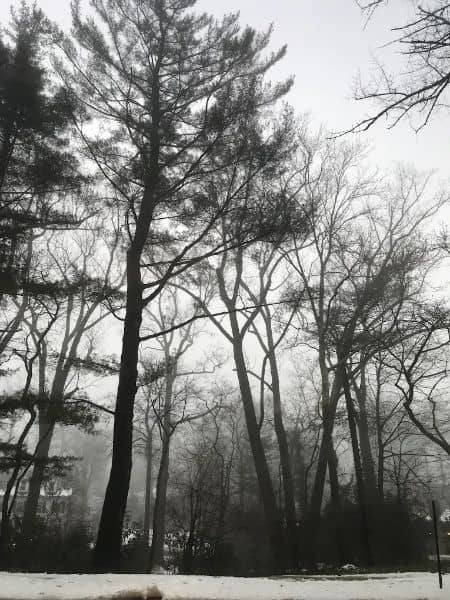 Flower Hill Village Park - Image 1