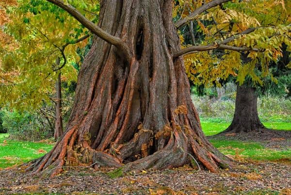 Bailey Arboretum - Image 2