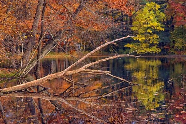 Bailey Arboretum - Image 3