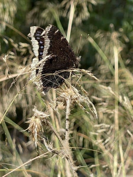 Serrano Creek Park - Image 1