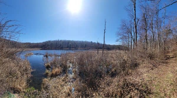 Johnsonburg Swamp Preserve - The Nature Conservancy - Image 2