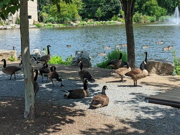 Duck Pond Park - Fishing Place - Image 3