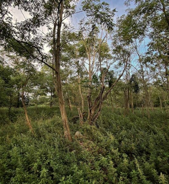 South Beach Wetlands - Image 3