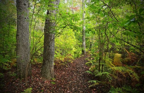 North Shore Wildlife Sanctuary - Image 3