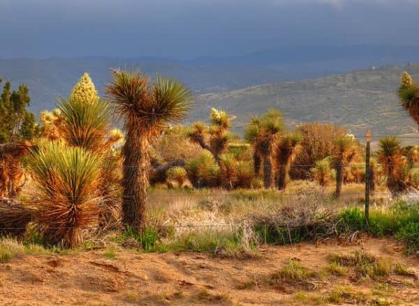 Western Antelope Valley - Image 2