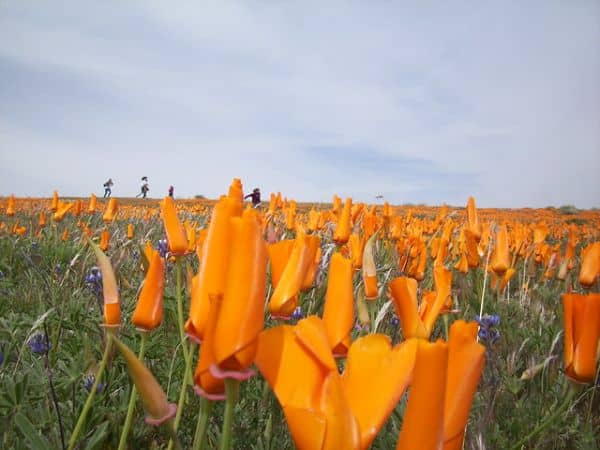 Western Antelope Valley - Image 3