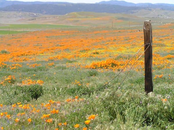 Western Antelope Valley - Image 1