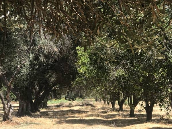 Jensen Alvarado Historic Ranch and Museum - Image 3