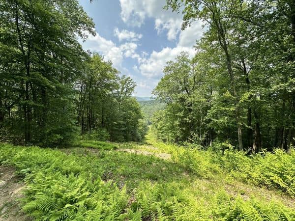 Black Ash Mountain - Image 1