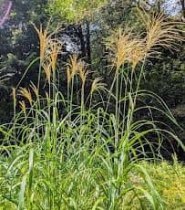 Norwalk Land Trust - Mary Peatman Preserve - Image 3