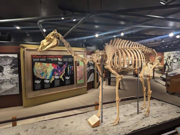 Raymond M. Alf Museum of Paleontology - Image 2