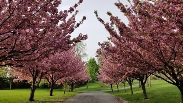 Crawford Park - Image 2