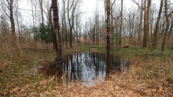 Tiffany Creek Preserve - Image 1