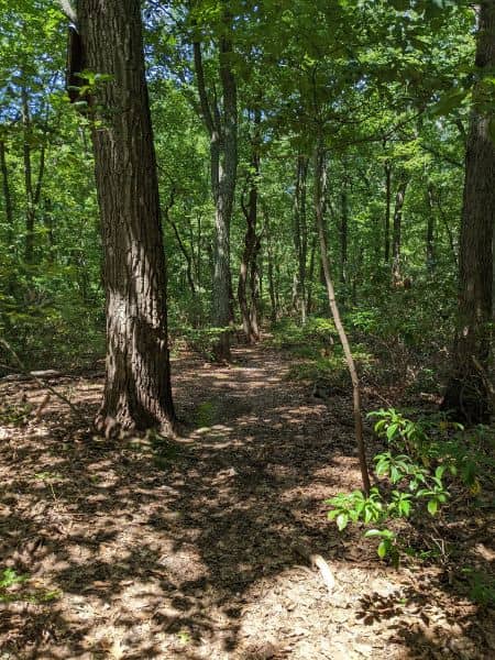 Harrison Williams Woods - Image 1