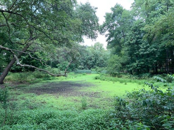 Twinney Pond Park - Image 1