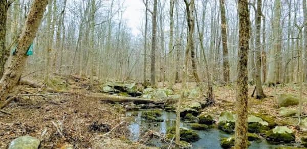 Sourland Ecosystem Preserve - Image 3