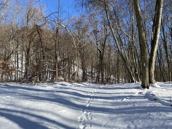 Farrington Woods - Image 1