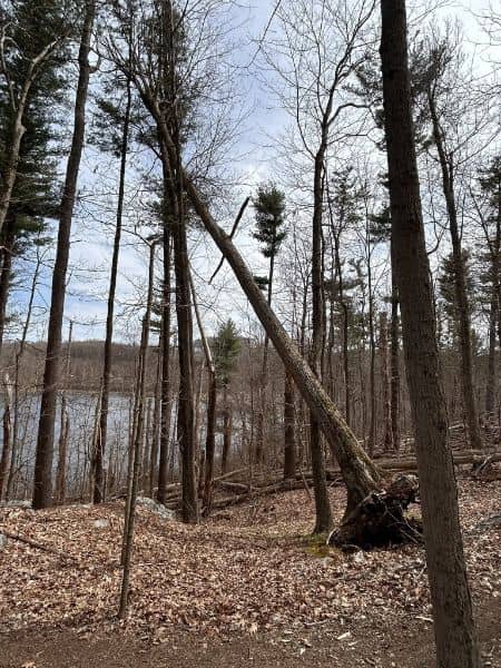 Farrington Woods - Image 2