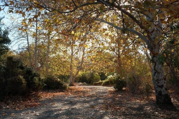 Chino Creek Wetlands and Educational Park - Image 3