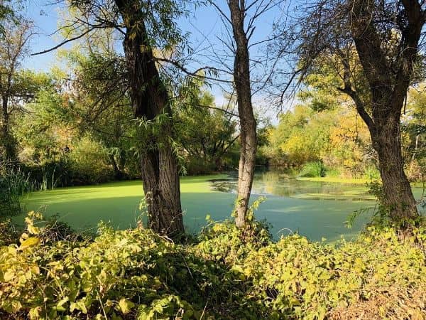 Chino Creek Wetlands and Educational Park - Image 4