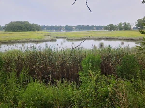 Marshlands Conservancy - Image 2