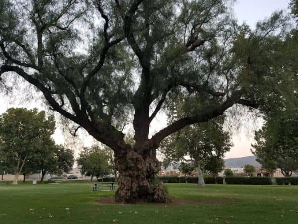 Citrus Grove Park - Image 4