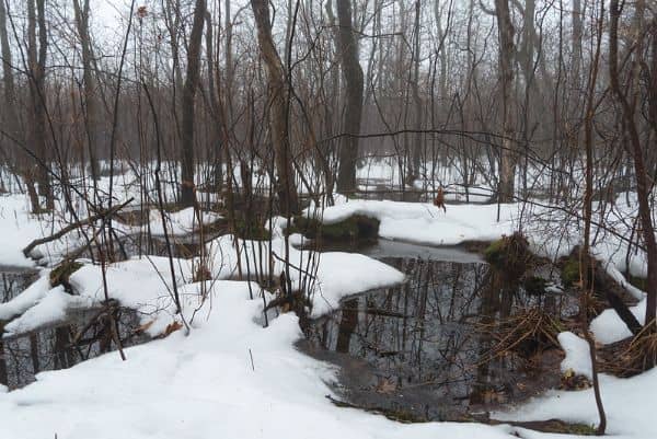 Shu Swamp Nature Preserve - Image 5